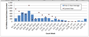 white-fronted geese counts, summer lake