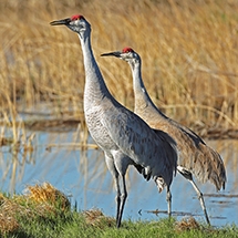 image of two greater sandhill cranes