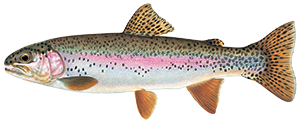 Illustration of rainbow trout