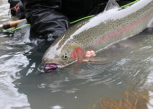 image of an angler holding a winter steelhead in the water