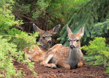 image of two young deer alone in the woods