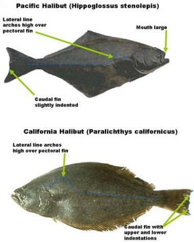 largest halibut - Online Discount Shop for Electronics, Apparel, Toys,  Books, Games, Computers, Shoes, Jewelry, Watches, Baby Products, Sports &  Outdoors, Office Products, Bed & Bath, Furniture, Tools, Hardware,  Automotive Parts, Accessories