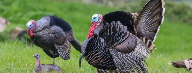 TomsDSDmatepair6_MMT 8.3.jpg