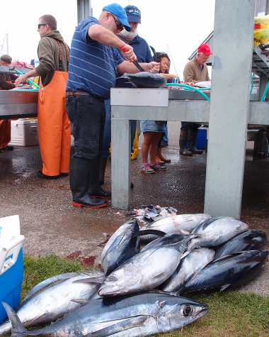image of a anglers cleaning a large number of tuna