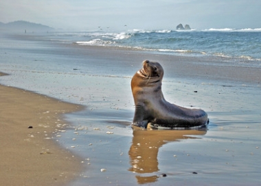 Juvenile California sea lion resting on beach, with Twin Rocks in the background.