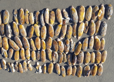 photo of too many razor clams harvested by person