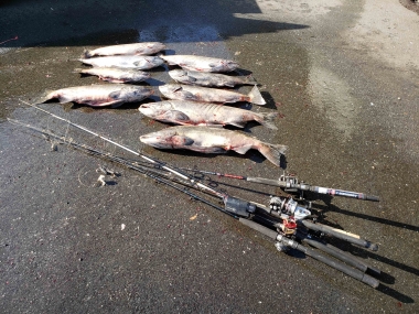 image of the fish and gear confiscated from a poacher snagging