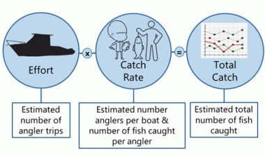 Calculating Catch Estimates