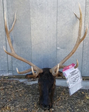 photo of a poached elk head/horns confiscated by OR state police