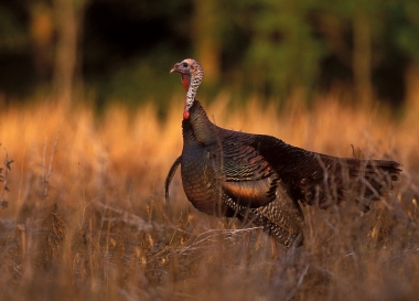 image of a hen turkey in an autumn field of grasses