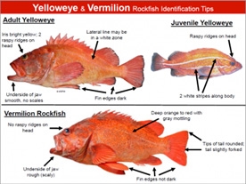 yelloweye and Vermillion