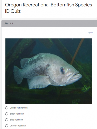 Example of one of the questions in the common bottomfish quiz
