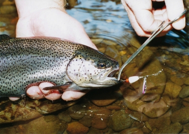 Start fishing online