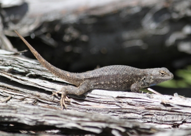 sagebrush lizard sunning itself on a log