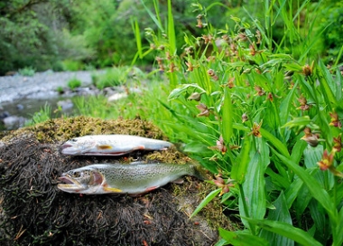 Cutthroat trout on Floras Creek