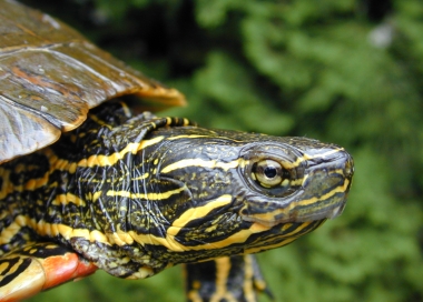 head shot of a western painted turtle