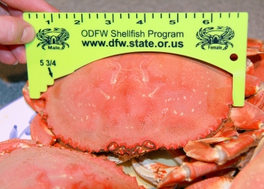 proper technique for measuring crab