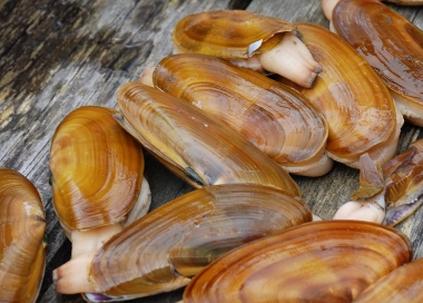 a handful or razor clams