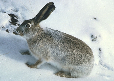 white-tailed jackrabbit in the snow