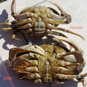 comparison of male and female Dungeness crab