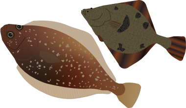 artists rendering of flatfish like halibut and sole