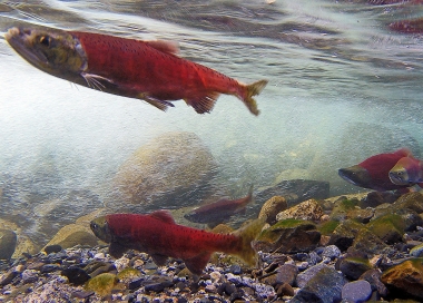bright red kokanee preparing to spawn