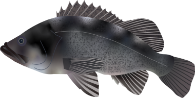 artist's illustration of a rockfish