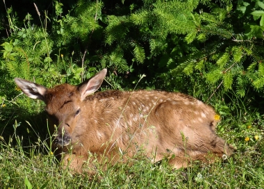 New elk calf