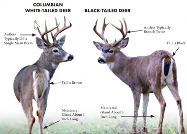 pointing out key identification features of white- and black-tailed deer