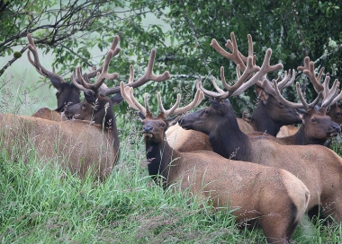 A group of bull elk with the velvet still on their antlers.