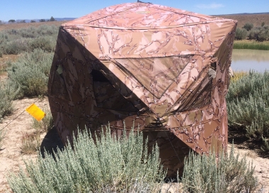A pop-up blind set up in sagebrush country