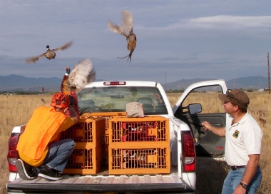 Pen-raised pheasants fly off after being released into a field.