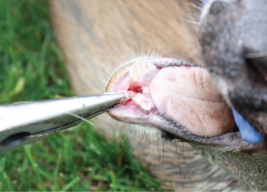 hunter extracting the tooth from a harvested deer