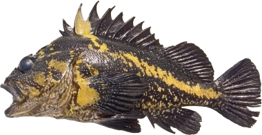 photo of a China rockfish