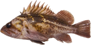 photo of a copper rockfish
