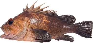 photo of a quillback rockfish