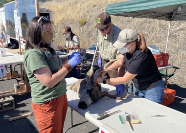ODFW biologists collecting samples at a CWD check station.