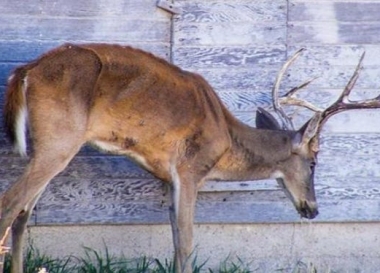 a deer showing the affects of CWD