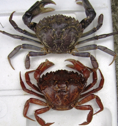 Two green crab showing color variation within species