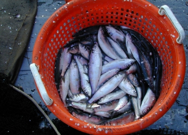 A bunch of herring collected in a bucket