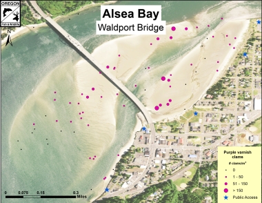 Density map showing distribution of purple varnish clams in Alsea Bay