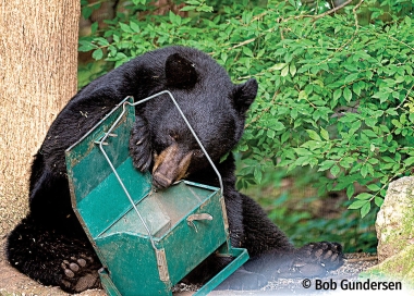 black bear raiding bird feeder