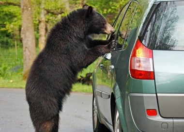 Black bear peering in car window