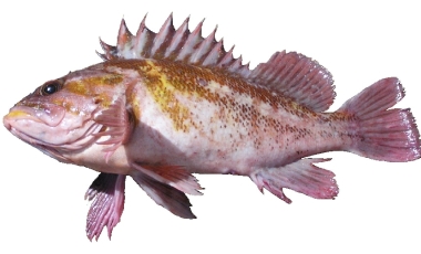 light variant of a copper rockfish