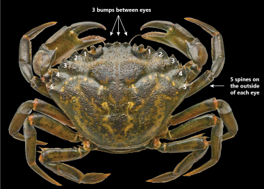 what to look for when identifying a green crab