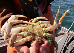 Highlighting underside of crabbed and how to determine its sex