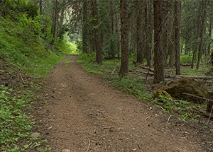 the Minam River Trail through a grove of pine trees
