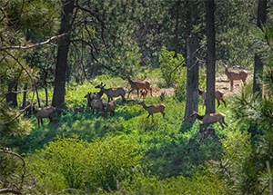 herd of cow elk among pine trees