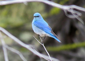 Mtn bluebird, a resident of the Minam WA