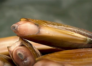 close up view of a pile of harvested razor clams